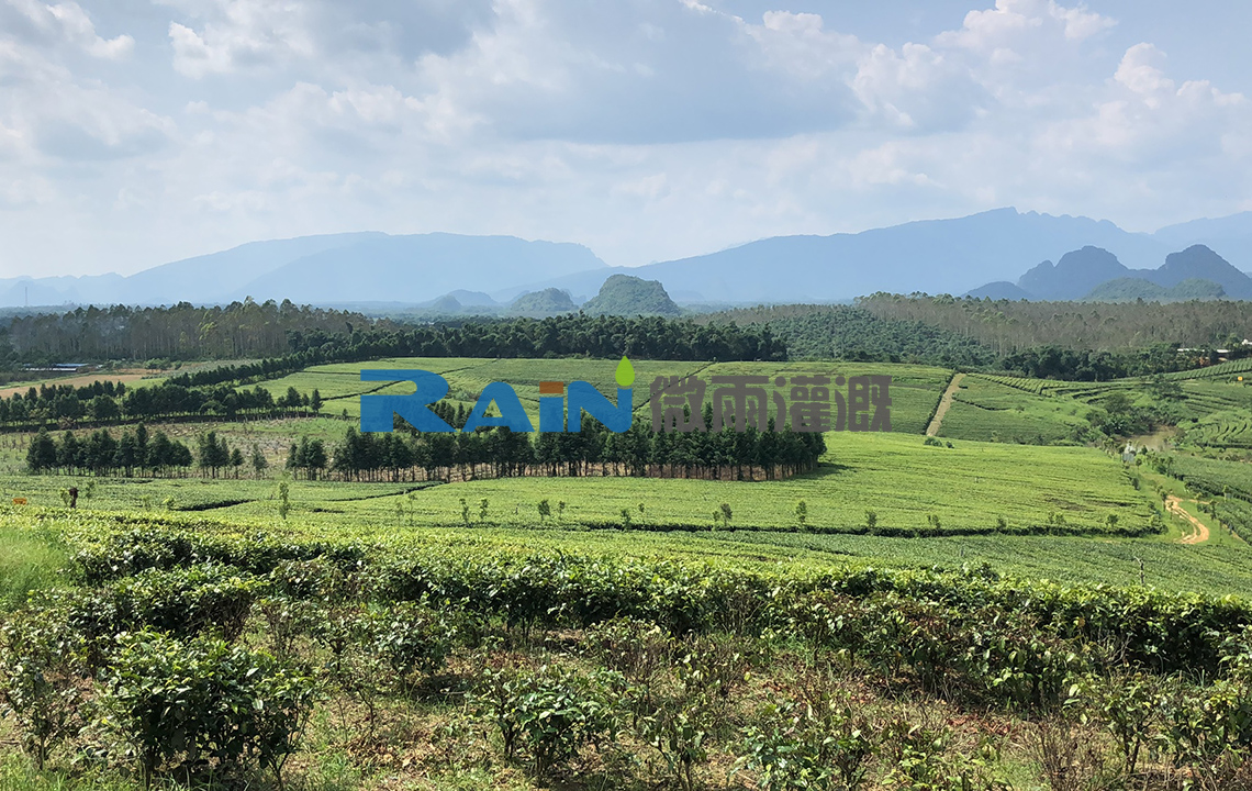 清远市英德国畅茶业茶叶种植基地