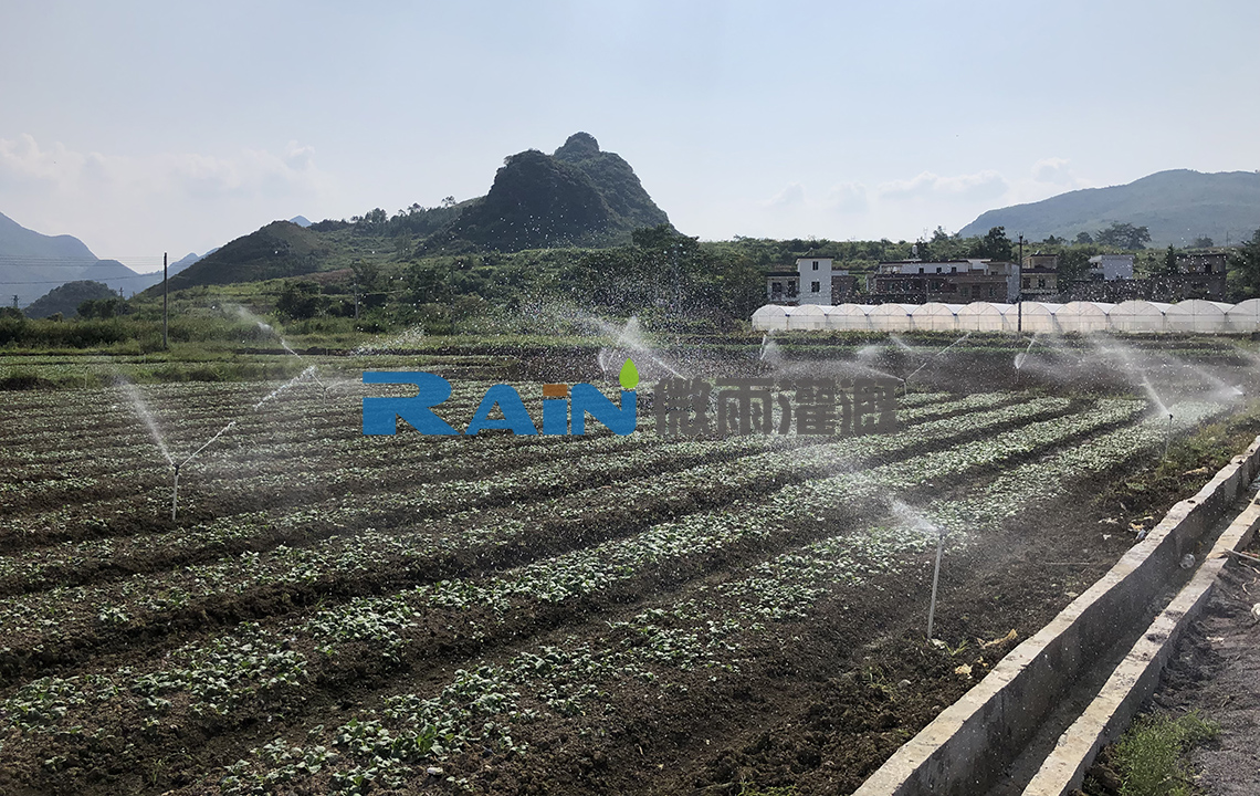 阳山西洋菜基地